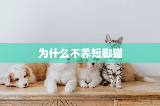 為什么不養短腳貓
