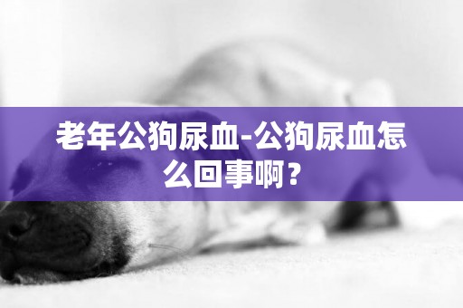 老年公狗尿血-公狗尿血怎么回事啊？