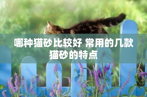 哪種貓砂比較好 常用的幾款貓砂的特點