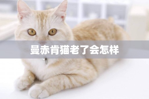 曼赤肯貓老了會怎樣
