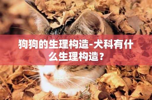 狗狗的生理構造-犬科有什么生理構造？