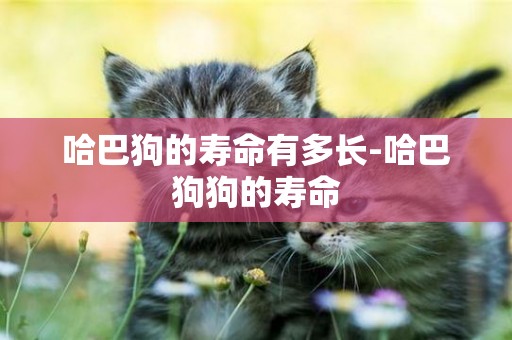 哈巴狗的壽命有多長-哈巴狗狗的壽命