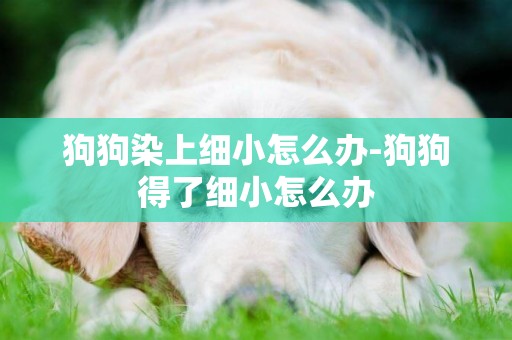 狗狗染上細小怎么辦-狗狗得了細小怎么辦