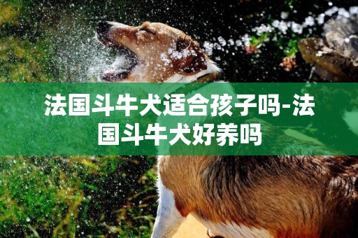 法國斗牛犬適合孩子嗎-法國斗牛犬好養嗎