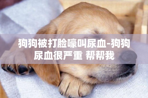 狗狗被打臉嚎叫尿血-狗狗尿血很嚴重 幫幫我