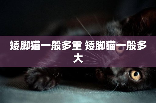 矮腳貓一般多重 矮腳貓一般多大
