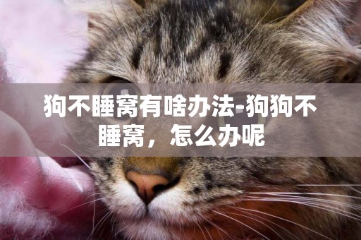 狗不睡窩有啥辦法-狗狗不睡窩，怎么辦呢