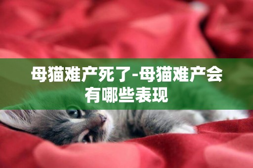母貓難產死了-母貓難產會有哪些表現