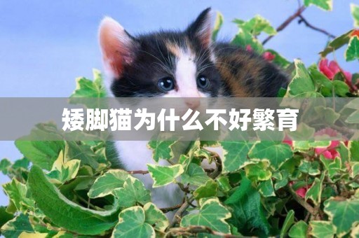 矮腳貓為什么不好繁育