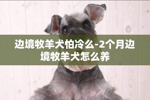 邊境牧羊犬怕冷么-2個月邊境牧羊犬怎么養