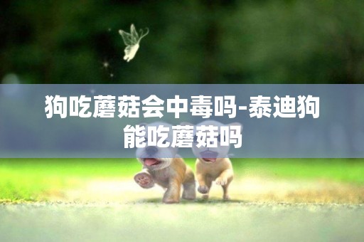 狗吃蘑菇會中毒嗎-泰迪狗能吃蘑菇嗎