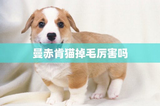 曼赤肯貓掉毛厲害嗎