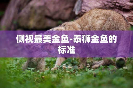 側視最美金魚-泰獅金魚的標準