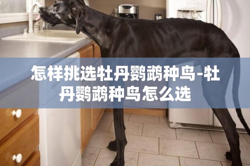 怎樣挑選牡丹鸚鵡種鳥-牡丹鸚鵡種鳥怎么選