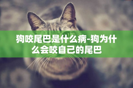 狗咬尾巴是什么病-狗為什么會咬自己的尾巴