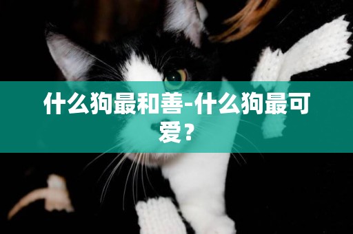 什么狗最和善-什么狗最可愛？