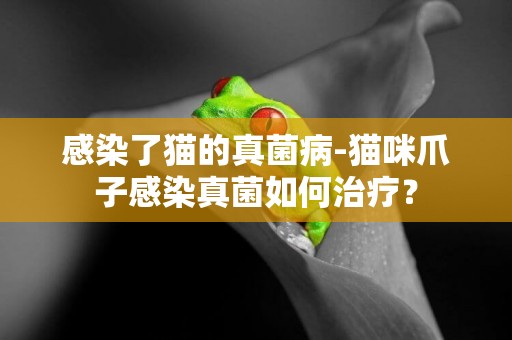 感染了貓的真菌病-貓咪爪子感染真菌如何治療？