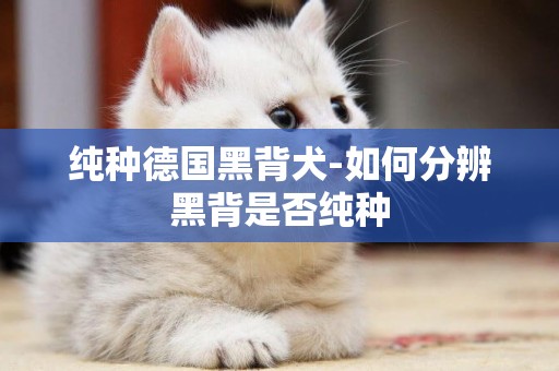 純種德國黑背犬-如何分辨黑背是否純種