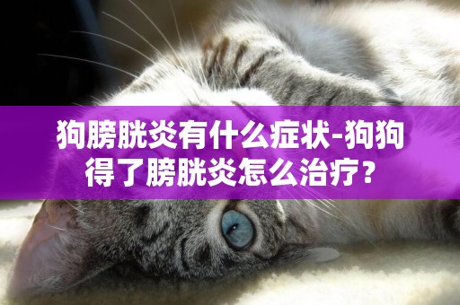 狗膀胱炎有什么癥狀-狗狗得了膀胱炎怎么治療？