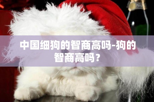 中國細狗的智商高嗎-狗的智商高嗎？