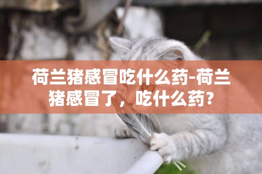 荷蘭豬感冒吃什么藥-荷蘭豬感冒了，吃什么藥？