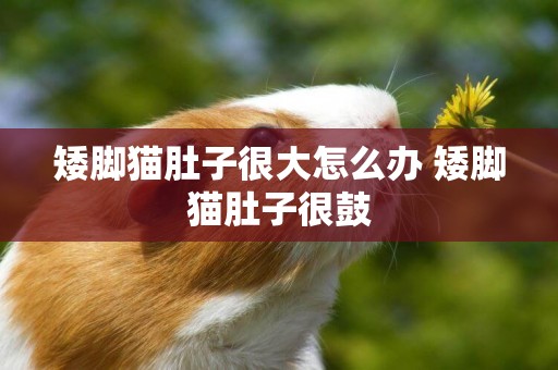 矮腳貓肚子很大怎么辦 矮腳貓肚子很鼓