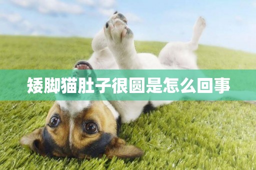 矮腳貓肚子很圓是怎么回事