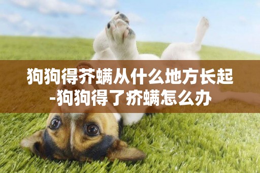 狗狗得芥螨從什么地方長起-狗狗得了疥螨怎么辦