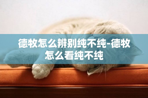 德牧怎么辨別純不純-德牧怎么看純不純