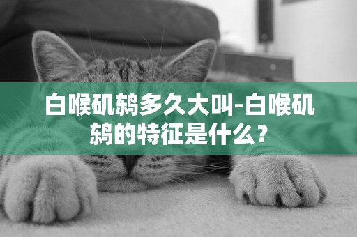 白喉磯鶇多久大叫-白喉磯鶇的特征是什么？