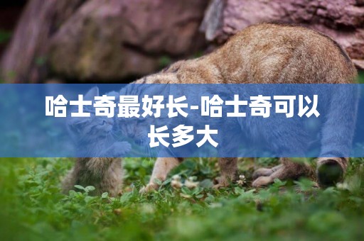 哈士奇最好長-哈士奇可以長多大