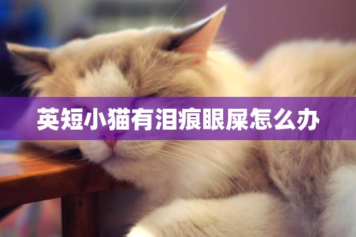 英短小貓有淚痕眼屎怎么辦