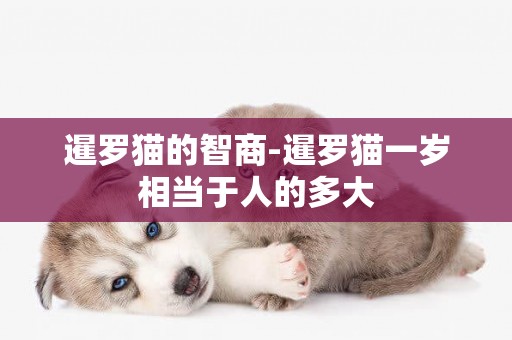 暹羅貓的智商-暹羅貓一歲相當于人的多大