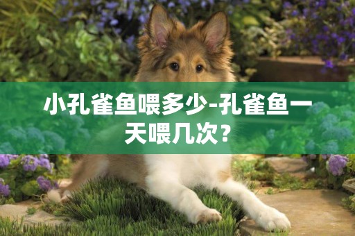 小孔雀魚喂多少-孔雀魚一天喂幾次？