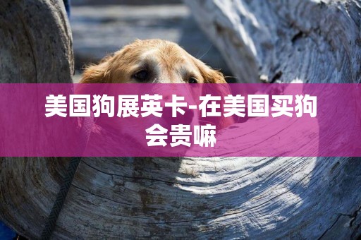 美國狗展英卡-在美國買狗會貴嘛