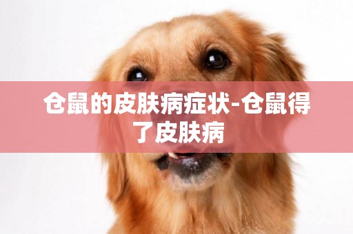 倉鼠的皮膚病癥狀-倉鼠得了皮膚病
