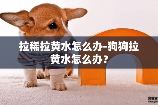 拉稀拉黃水怎么辦-狗狗拉黃水怎么辦？
