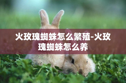 火玫瑰蜘蛛怎么繁殖-火玫瑰蜘蛛怎么養