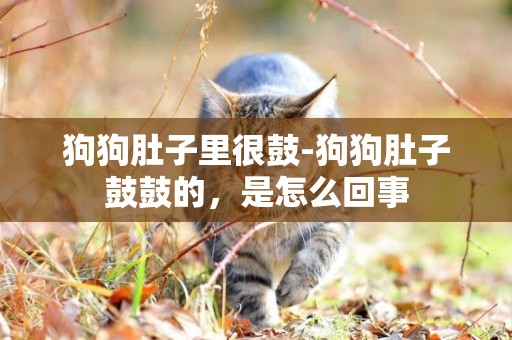 狗狗肚子里很鼓-狗狗肚子鼓鼓的，是怎么回事