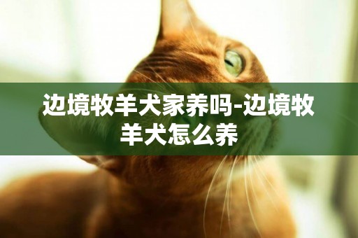 邊境牧羊犬家養嗎-邊境牧羊犬怎么養