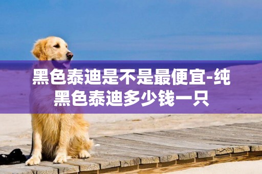 黑色泰迪是不是最便宜-純黑色泰迪多少錢一只