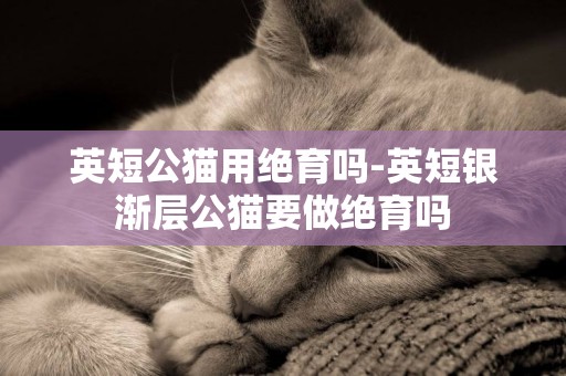 英短公貓用絕育嗎-英短銀漸層公貓要做絕育嗎