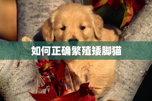 如何正確繁殖矮腳貓