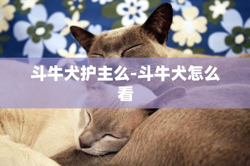 斗牛犬護主么-斗牛犬怎么看