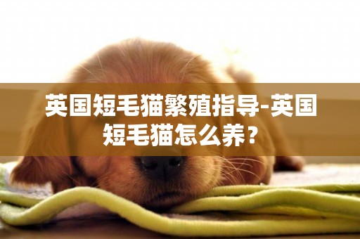 英國短毛貓繁殖指導-英國短毛貓怎么養？