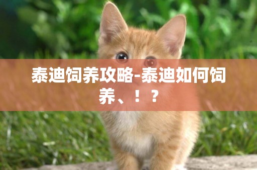 泰迪飼養攻略-泰迪如何飼養、！？