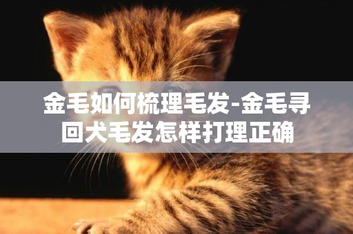 金毛如何梳理毛發-金毛尋回犬毛發怎樣打理正確