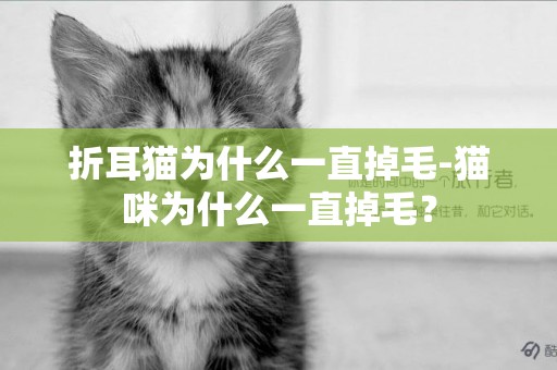 折耳貓為什么一直掉毛-貓咪為什么一直掉毛？