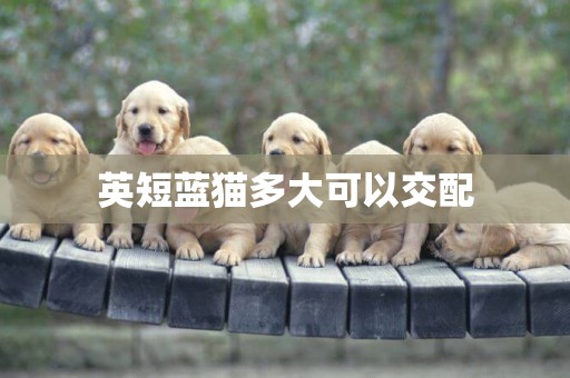 英短藍貓多大可以交配