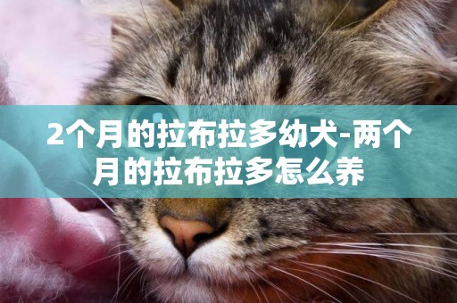 2個月的拉布拉多幼犬-兩個月的拉布拉多怎么養